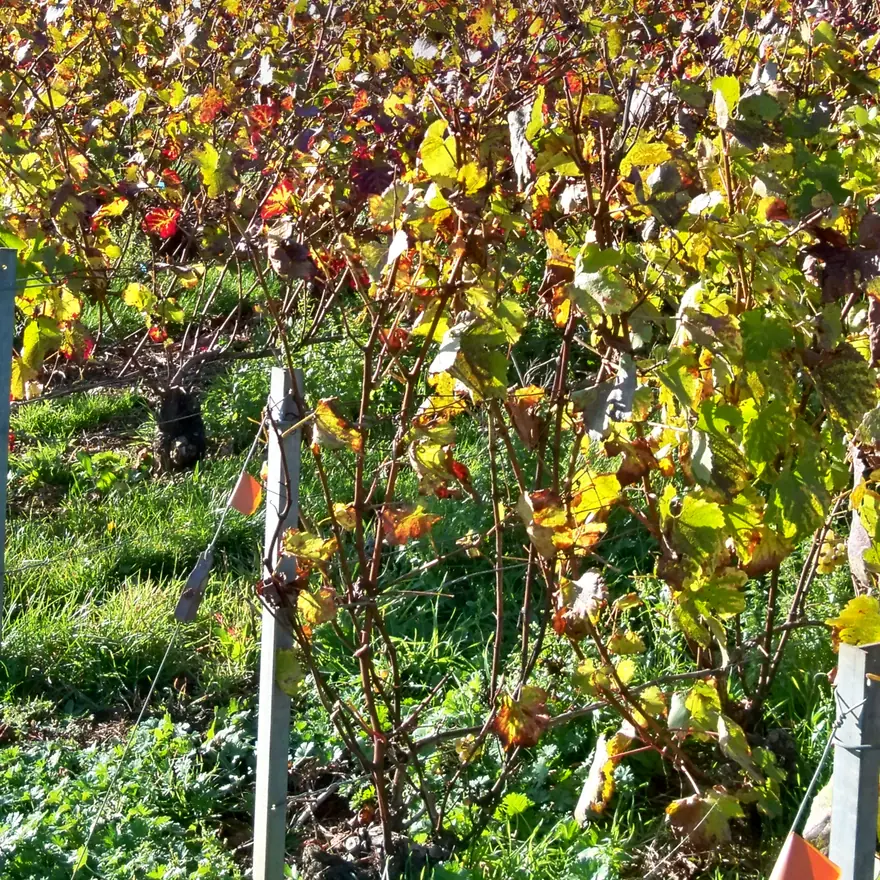 Le vignoble de Montgueux, à l'ouest de Troyes